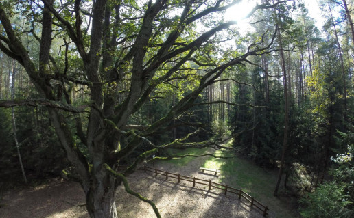 1_Grybiškių ąžuolas.jpg